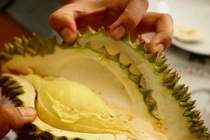 Video: 5 bước bóc vỏ sầu riêng siêu đơn giản, không bị gai đâm