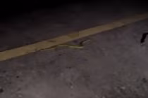 Video: Rắn lục đối đầu rắn kịch độc trong đêm