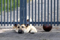 Xót xa cô chó nằm mãi ngoài cổng đợi chủ về