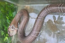 Video: Giật mình thon thót xem bẫy rắn hổ vện dài 3 mét ở Sài Gòn