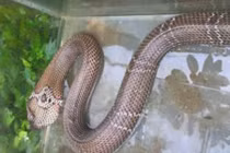 Video: Giật mình thon thót xem bẫy rắn hổ vện dài 3 mét ở Sài Gòn