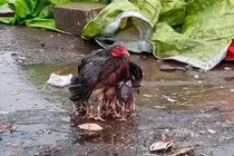 Video: Gà mẹ giang cánh che chở đàn con giữa trời mưa bão