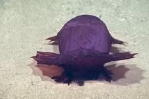 Video: Khám phá biển sâu, phát hiện quái vật không đầu đi bộ kiếm ăn