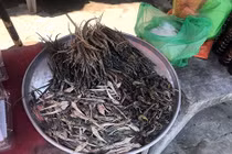 Đại gia săn tận hang ổ để tóm "thần dược" bản lĩnh đàn ông