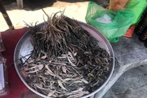 Đại gia săn tận hang ổ để tóm "thần dược" bản lĩnh đàn ông