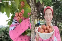 Ngọc Trinh vắt vẻo trèo cây hái mận