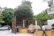 Cây hoa đầy đường nhưng đại gia phải chi gần 3 tỷ để sở hữu