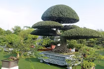 Đại gia Thái Nguyên gây sốt với dàn 'báu vật' giá triệu USD