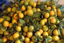 Người bán tiết lộ vì sao Cam Vinh chỉ 5 nghìn đồng/kg 