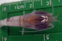 Kình dị loại tôm sống sâu 5000m "chấp" nước nóng 450 độ