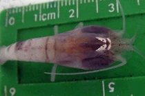 Kình dị loại tôm sống sâu 5000m "chấp" nước nóng 450 độ