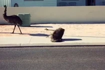 Video: Pha ngã "sấp mặt" của chú đà điểu khi đang chạy tốc độ cao