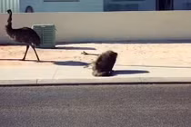 Video: Pha ngã "sấp mặt" của chú đà điểu khi đang chạy tốc độ cao