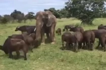 Video: Voi khổng lồ sống cùng đàn trâu rừng suốt gần 50 năm