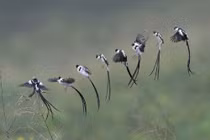 Loài chim nhỏ đẹp nhất thế giới