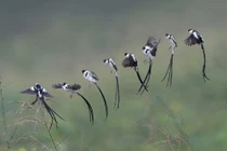 Loài chim nhỏ đẹp nhất thế giới