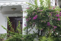 Ngôi nhà có mặt tiền hoa giấy cực lãng mạn khiến ai nhìn cũng mê