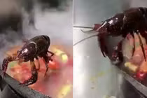 Video: Tôm kiên cường bám vào thành nồi để không bị nấu chín