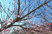 Địa phương đòi truy xuất nguồn gốc hoạt động mua bán đào rừng