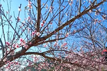 Địa phương đòi truy xuất nguồn gốc hoạt động mua bán đào rừng