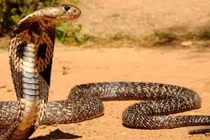 Video: Cầy mangut “thôi miên”, ăn tươi nuốt sống hổ mang chúa 3 mét