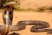 Video: Cầy mangut “thôi miên”, ăn tươi nuốt sống hổ mang chúa 3 mét