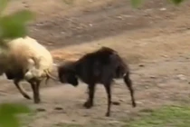 Video: Con dê hóa người phán xử trong cuộc đối đầu của 2 con cừu