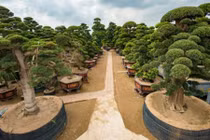 Điều cay đắng tại vườn cây 2.000 tỷ của Trầm Bê