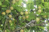 Vùng đất mà ở đây cây lê thấp tè đã ra trĩu quả