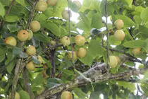 Vùng đất mà ở đây cây lê thấp tè đã ra trĩu quả