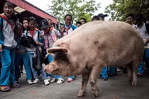 Trung Quốc nhân bản vô tính lợn rừng