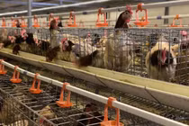 Gà thải siêu rẻ Trung Quốc chạy vào Việt Nam