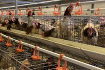 Gà thải siêu rẻ Trung Quốc chạy vào Việt Nam