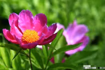 Sinh vào 3 tháng Âm lịch này, cuộc đời suôn sẻ, làm đâu thắng đấy