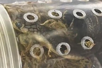 5 hổ mang chúa trốn trong kiện hàng ở sân bay Mỹ