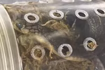 5 hổ mang chúa trốn trong kiện hàng ở sân bay Mỹ