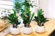 5 cây cảnh tốt cho phong thủy, giúp gia chủ cải thiện tài vận