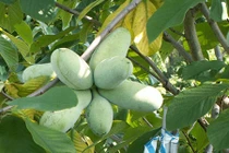 10 năm ung thư gan vẫn sống khỏe: "Thần dược" đu đủ Mỹ