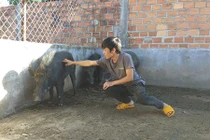Video: Lỡ “mê” heo rừng lai, 9X Gia Lai thu bộn tiền