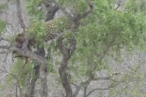 Video: Sư tử suýt gặp họa vì trèo cây cướp mồi báo đốm