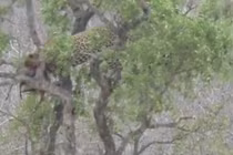 Video: Sư tử suýt gặp họa vì trèo cây cướp mồi báo đốm