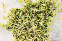 Săn đặc sản "tôm bay" nông dân xứ Nghệ kiếm tiền triệu mỗi ngày