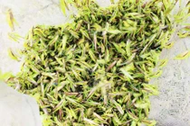 Săn đặc sản "tôm bay" nông dân xứ Nghệ kiếm tiền triệu mỗi ngày