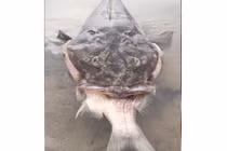 Video: Cá quái vật 18 năm tuổi chết dạt bờ vì mắc nghẹn