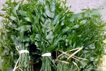 Rau ngót 200.000 đồng/kg khiến ai cũng sửng sốt