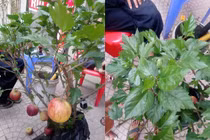 Siêu phẩm đón Tết Kỷ Hợi: Táo trĩu quả trên cây dâm bụt