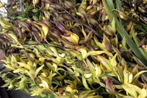 Lan Trần Mộng siêu rẻ, 20 nghìn/cành hoa dài cả mét