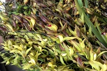 Lan Trần Mộng siêu rẻ, 20 nghìn/cành hoa dài cả mét