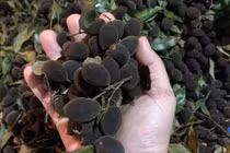 Loại quả rừng đen sì trước luôn cháy hàng, nay còn vài chục nghìn/kg lại ế