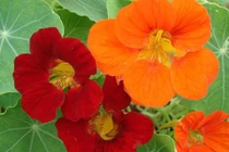 Trồng hoa này trong nhà vừa làm cây cảnh cả đời lại không lo muỗi